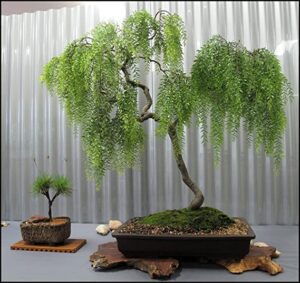 Bonsai Starter Kit