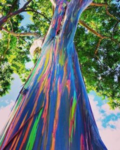 Rainbow Eucalyptus Seeds